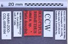 Etiketten zu Rismethus catei (NHMW-ZOO-COL-0008164)